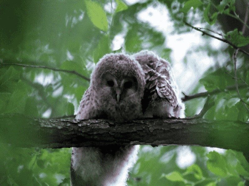 一般人工受孕费用试管底部不能触及卵巢综合症试管